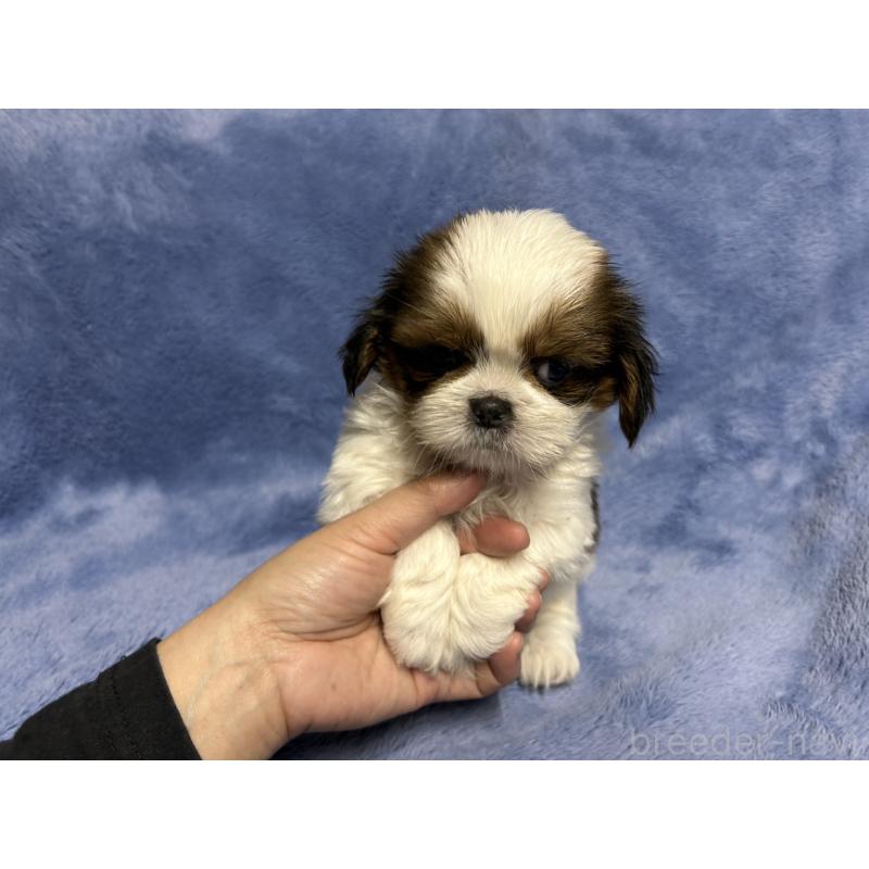 販売中の佐賀県のシーズー-423736の4枚目