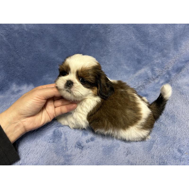 販売中の佐賀県のシーズー-423736の3枚目