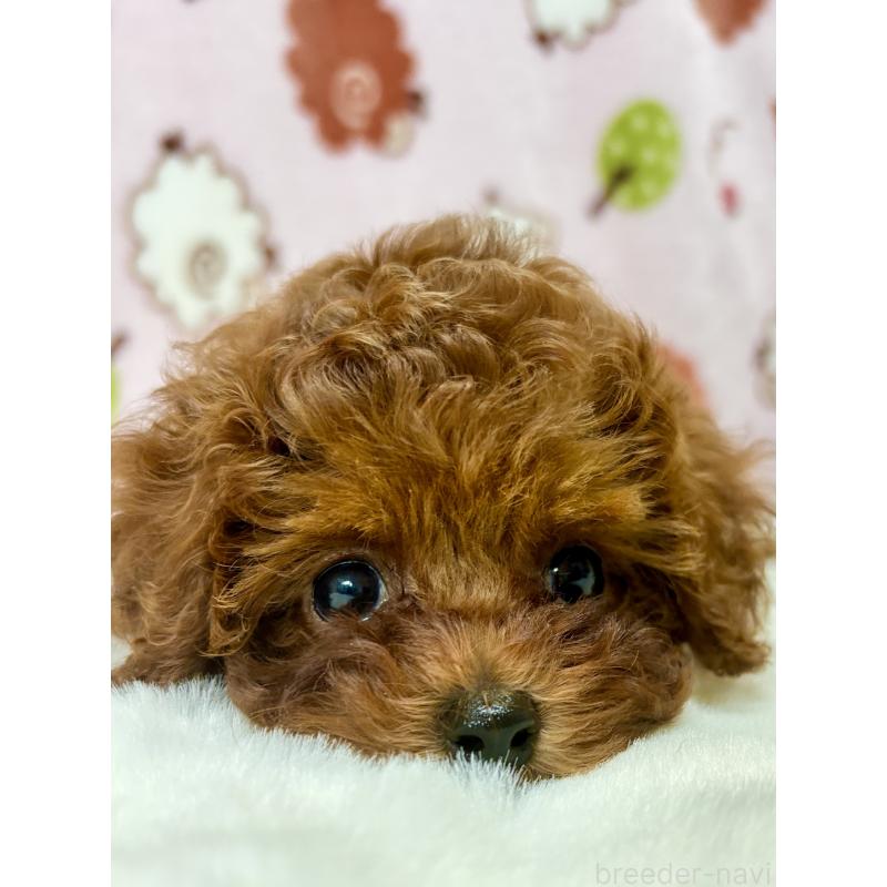 販売中の千葉県のタイニープードル-419375の4枚目