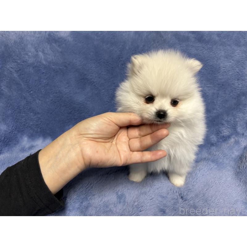 販売中の佐賀県のポメラニアン-423737の4枚目