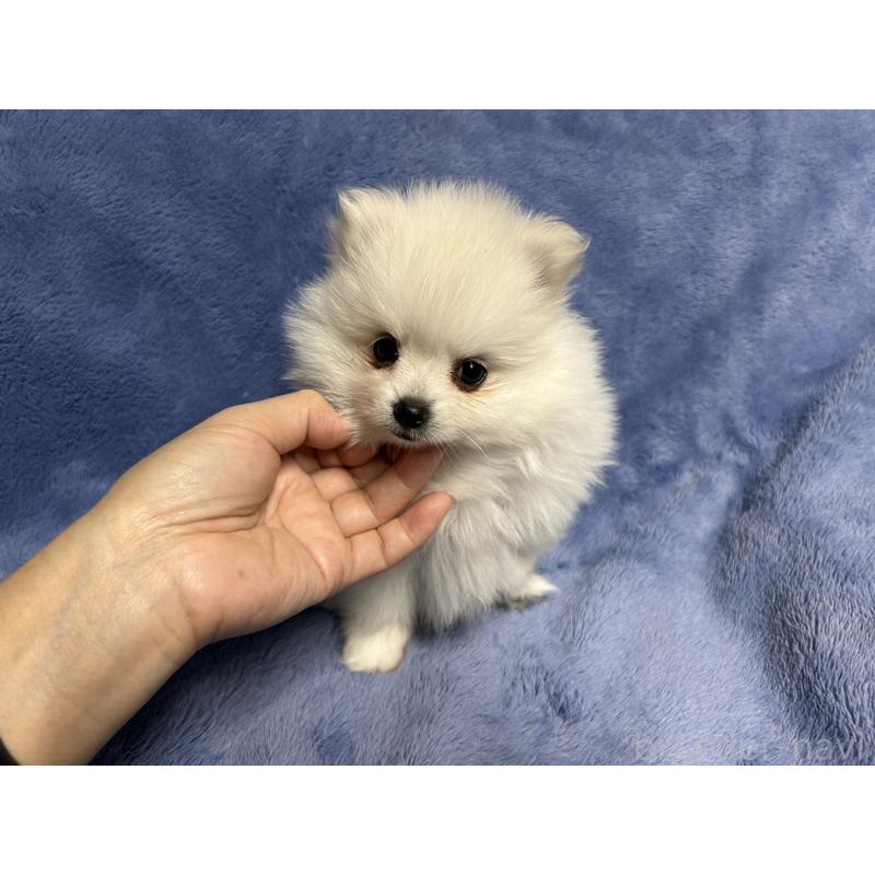 販売中の佐賀県のポメラニアン-423737の3枚目