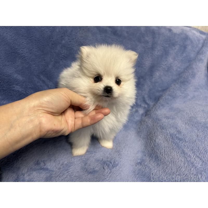 販売中の佐賀県のポメラニアン-423737