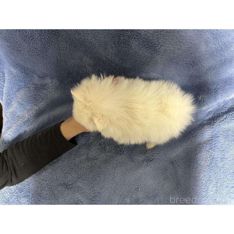 販売中の佐賀県のポメラニアン-423737の2枚目