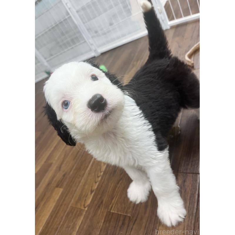 販売中の東京都のオールドイングリッシュシープドッグ-423738