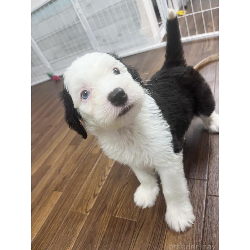 販売中の東京都のオールドイングリッシュシープドッグ-423738の10枚目