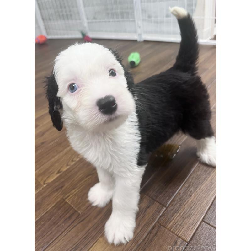 販売中の東京都のオールドイングリッシュシープドッグ-423738の9枚目