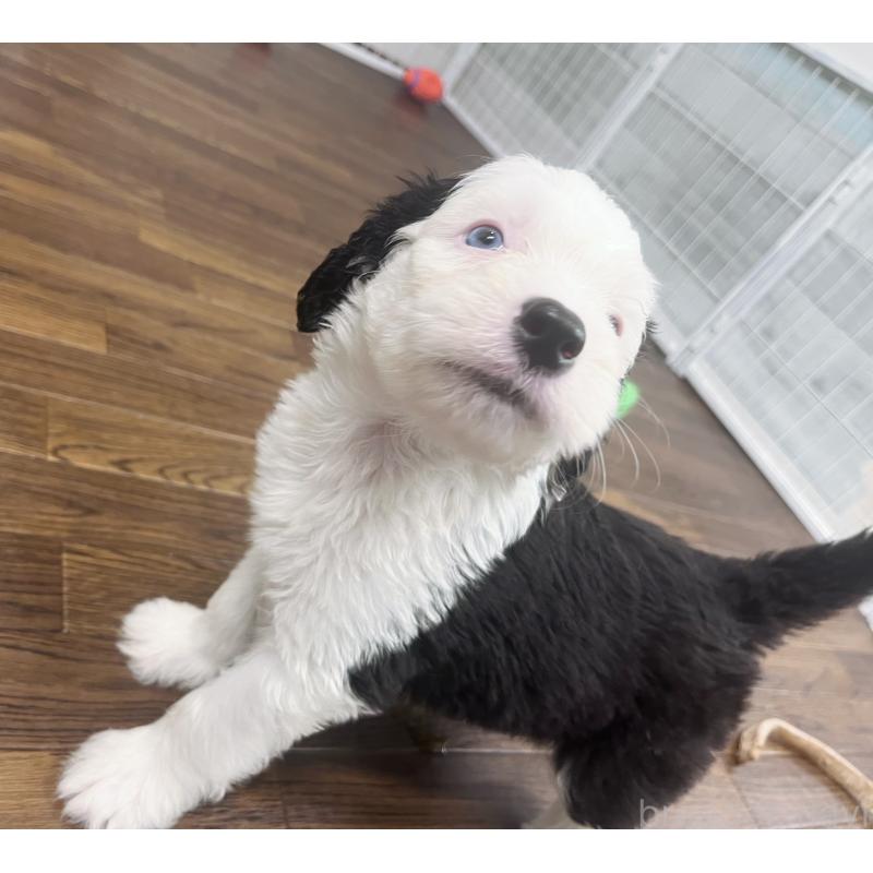 販売中の東京都のオールドイングリッシュシープドッグ-423738の8枚目