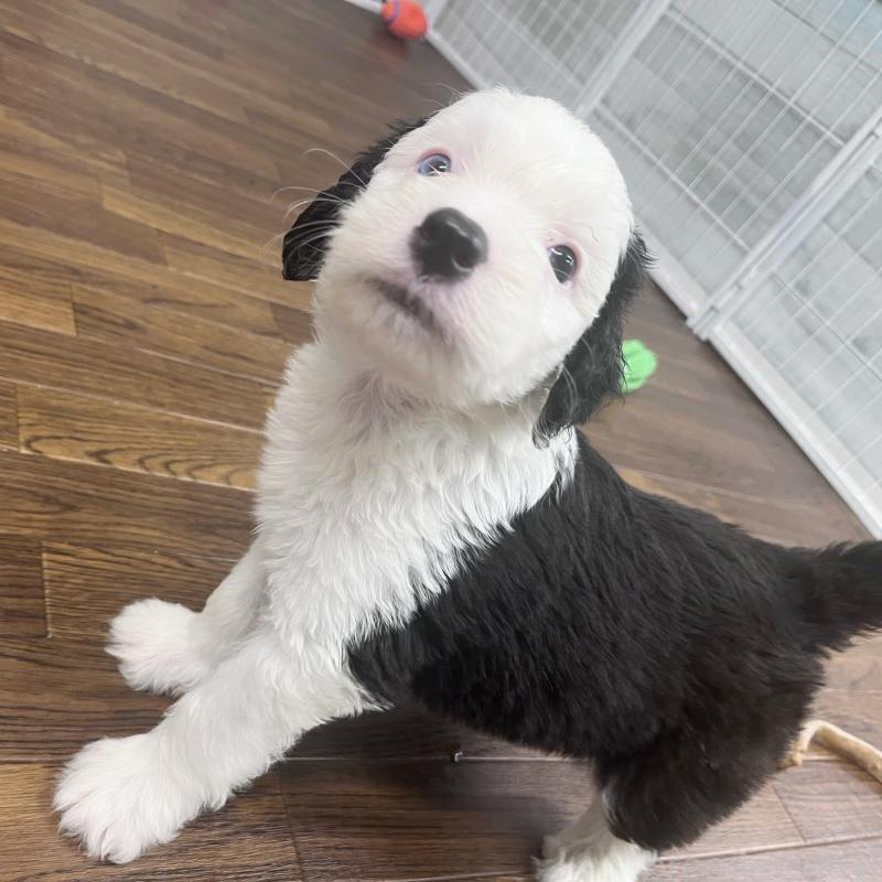 販売中の東京都のオールドイングリッシュシープドッグ-423738の7枚目