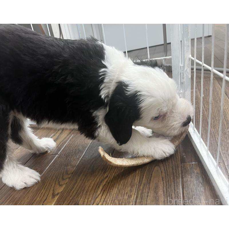 販売中の東京都のオールドイングリッシュシープドッグ-423738の6枚目