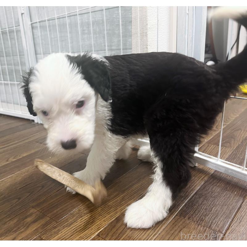 販売中の東京都のオールドイングリッシュシープドッグ-423738の5枚目