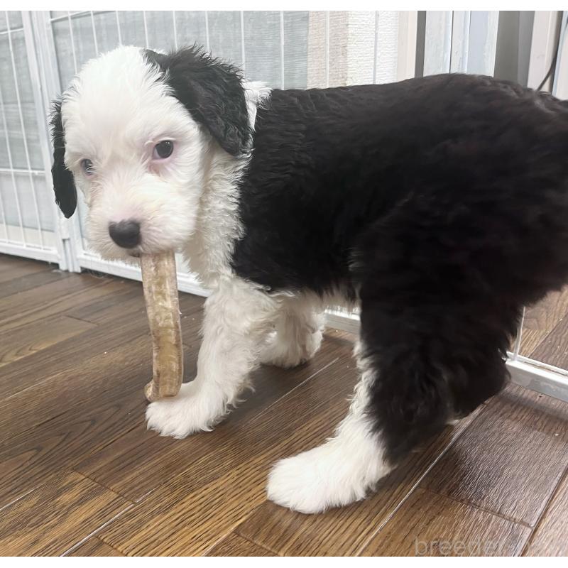 販売中の東京都のオールドイングリッシュシープドッグ-423738の4枚目