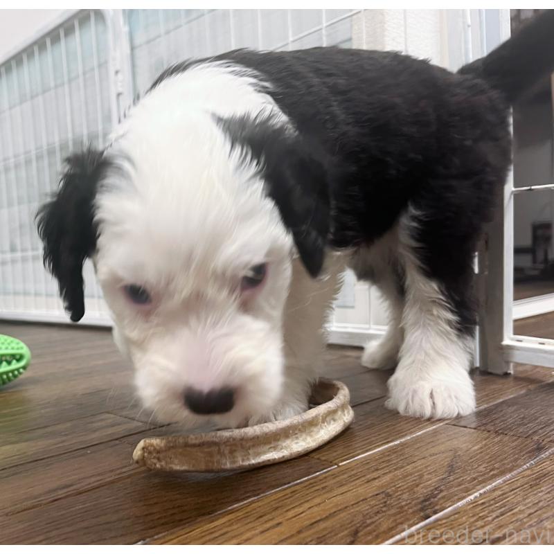 販売中の東京都のオールドイングリッシュシープドッグ-423738の3枚目