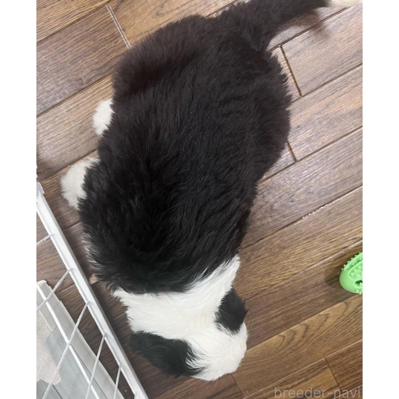 販売中の東京都のオールドイングリッシュシープドッグ-423738の2枚目