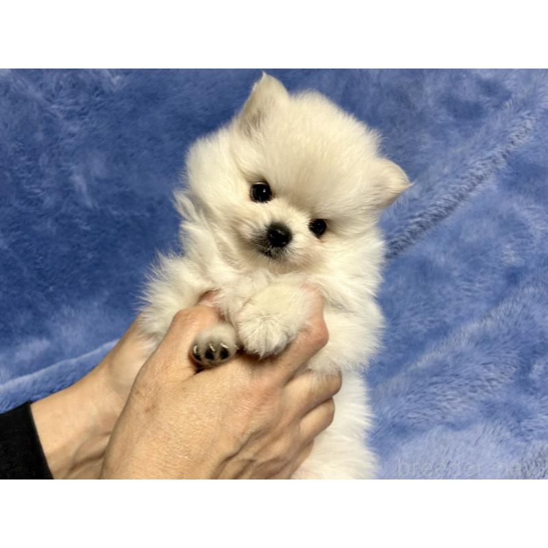 販売中の佐賀県のポメラニアン-423739の4枚目