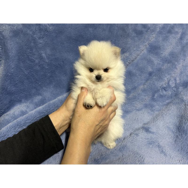 販売中の佐賀県のポメラニアン-423739の3枚目