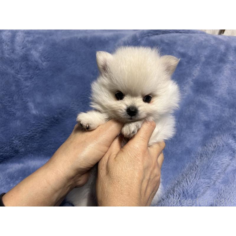販売中の佐賀県のポメラニアン-423739
