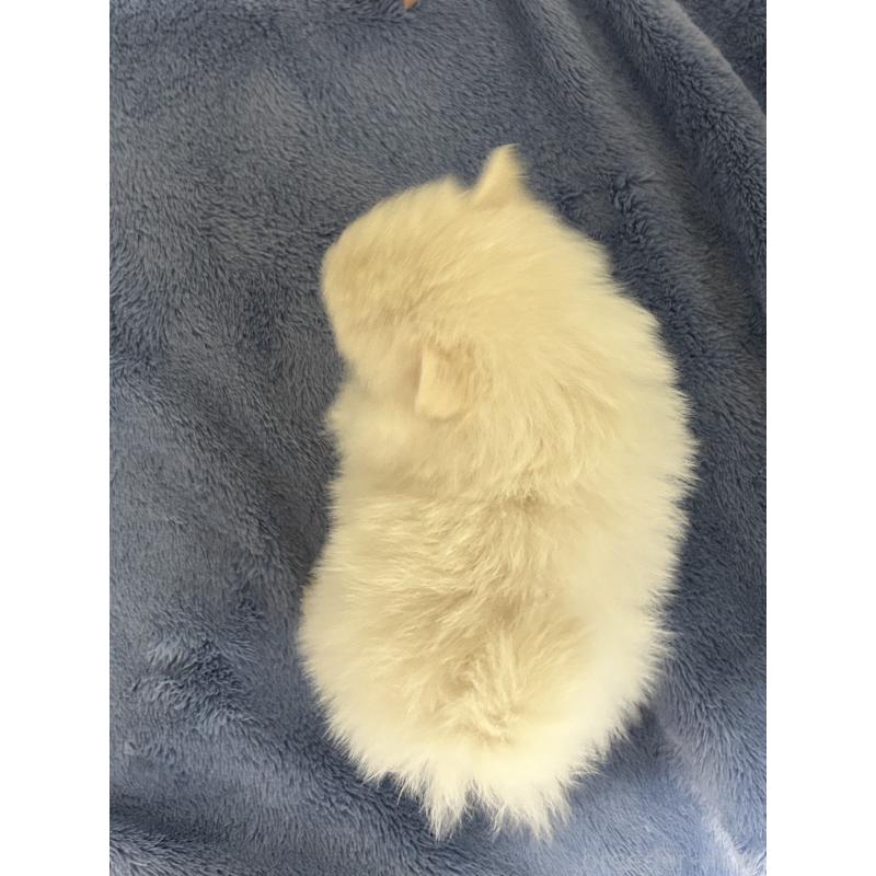 販売中の佐賀県のポメラニアン-423739の2枚目