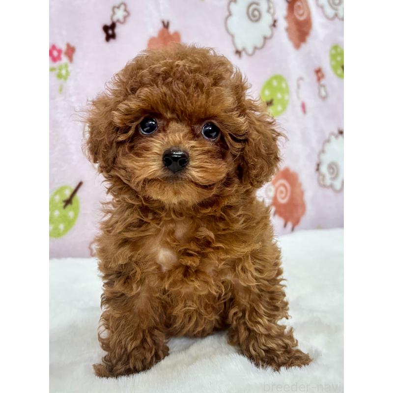 販売中の千葉県のタイニープードル-419372の5枚目