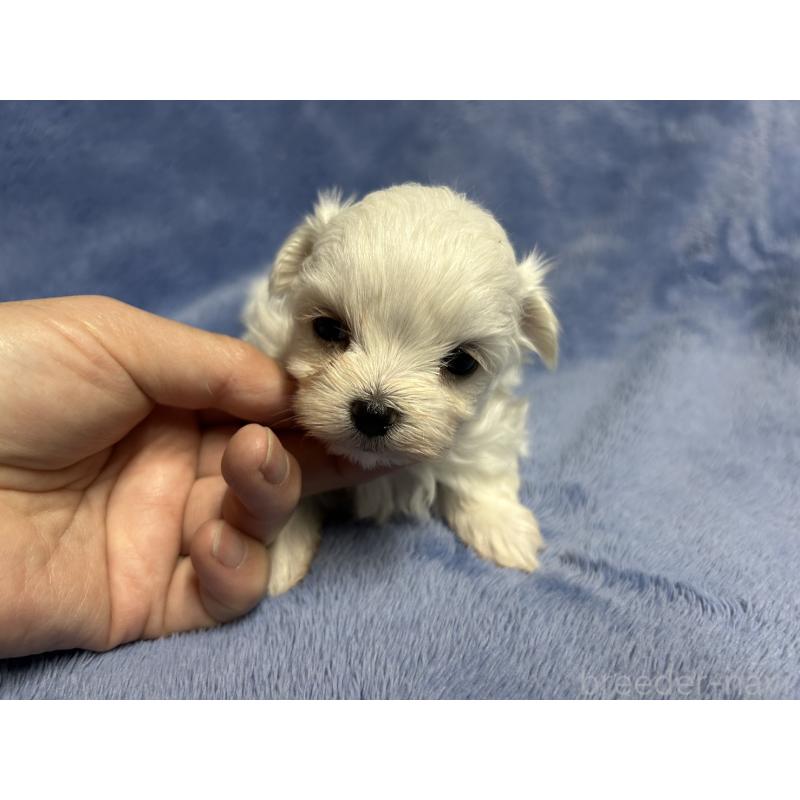 販売中の佐賀県のマルチーズ-423740の1枚目