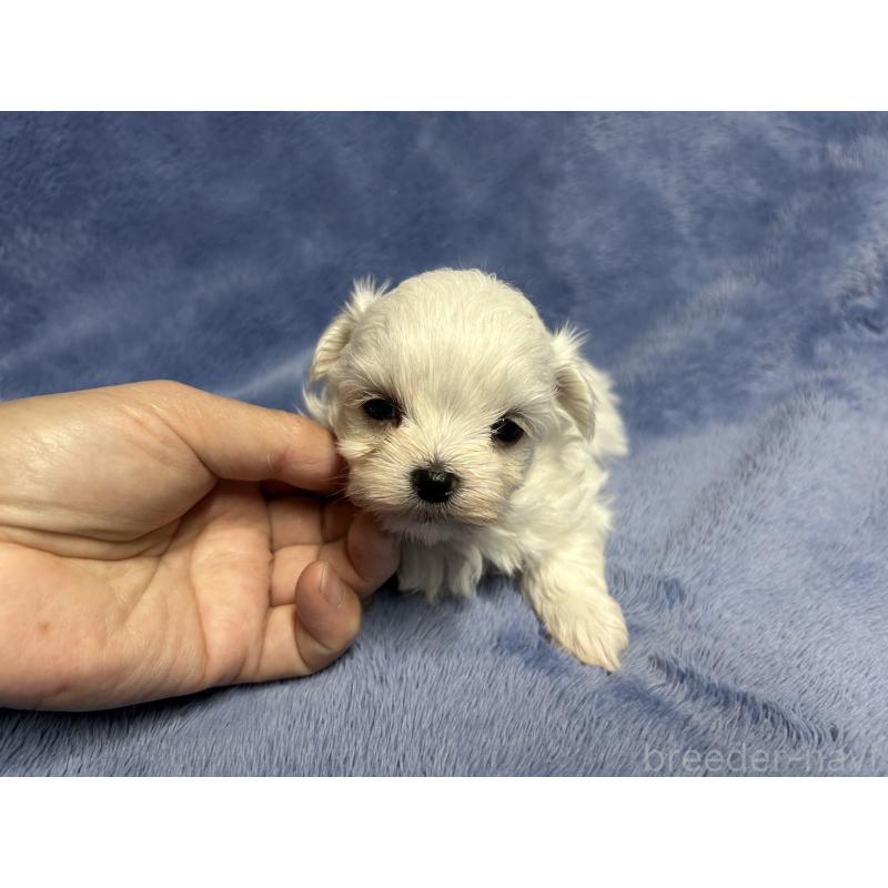 販売中の佐賀県のマルチーズ-423740の4枚目