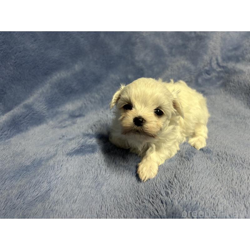 販売中の佐賀県のマルチーズ-423740の3枚目