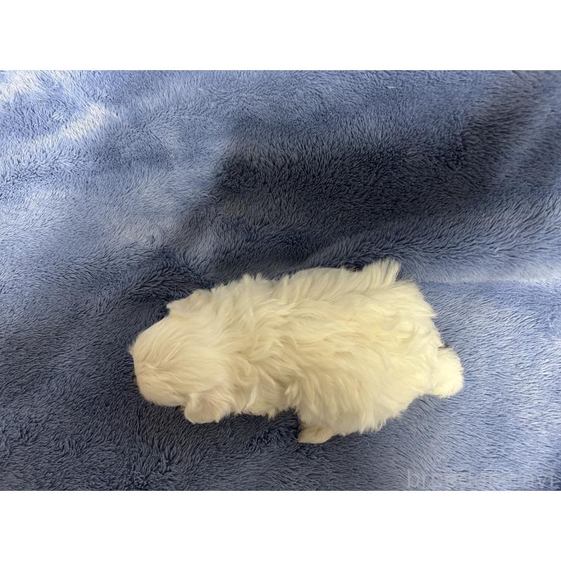 販売中の佐賀県のマルチーズ-423740の2枚目