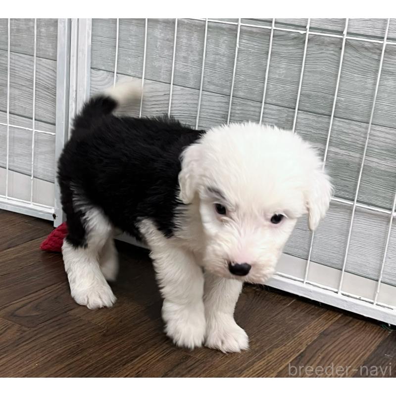 販売中の東京都のオールドイングリッシュシープドッグ-423741の8枚目