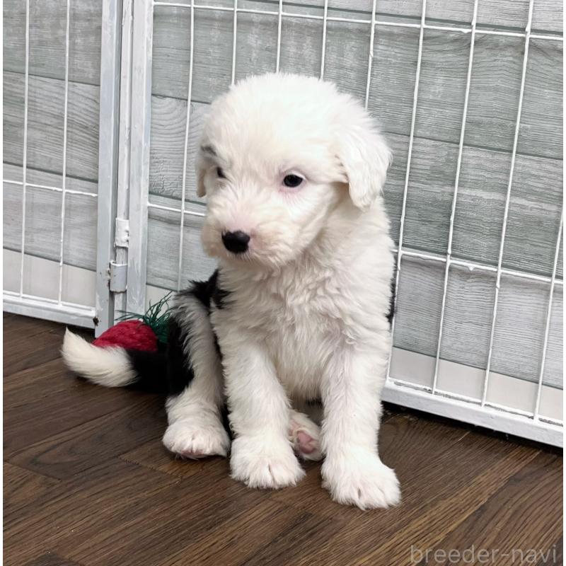 販売中の東京都のオールドイングリッシュシープドッグ-423741の7枚目