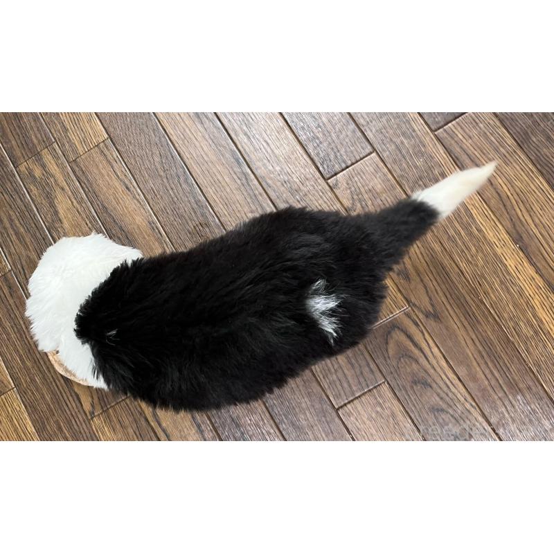 販売中の東京都のオールドイングリッシュシープドッグ-423741の6枚目