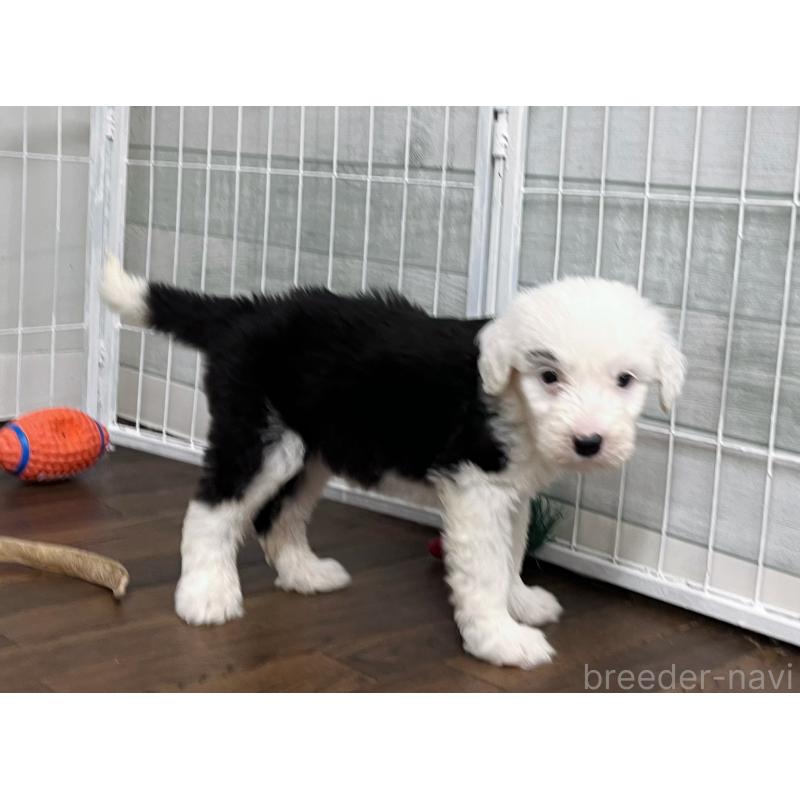 販売中の東京都のオールドイングリッシュシープドッグ-423741の5枚目