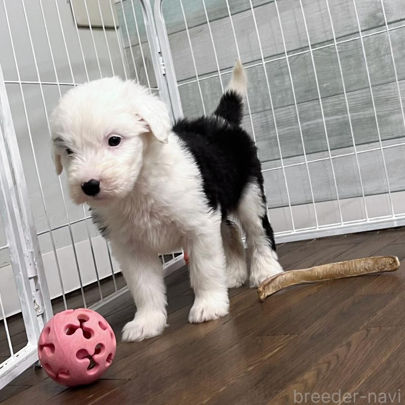 販売中の東京都のオールドイングリッシュシープドッグ-423741の4枚目