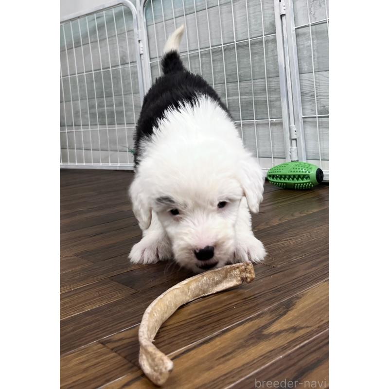 販売中の東京都のオールドイングリッシュシープドッグ-423741の3枚目