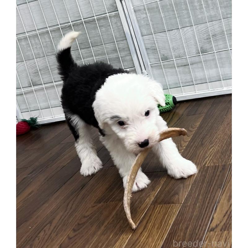 販売中の東京都のオールドイングリッシュシープドッグ-423741の2枚目