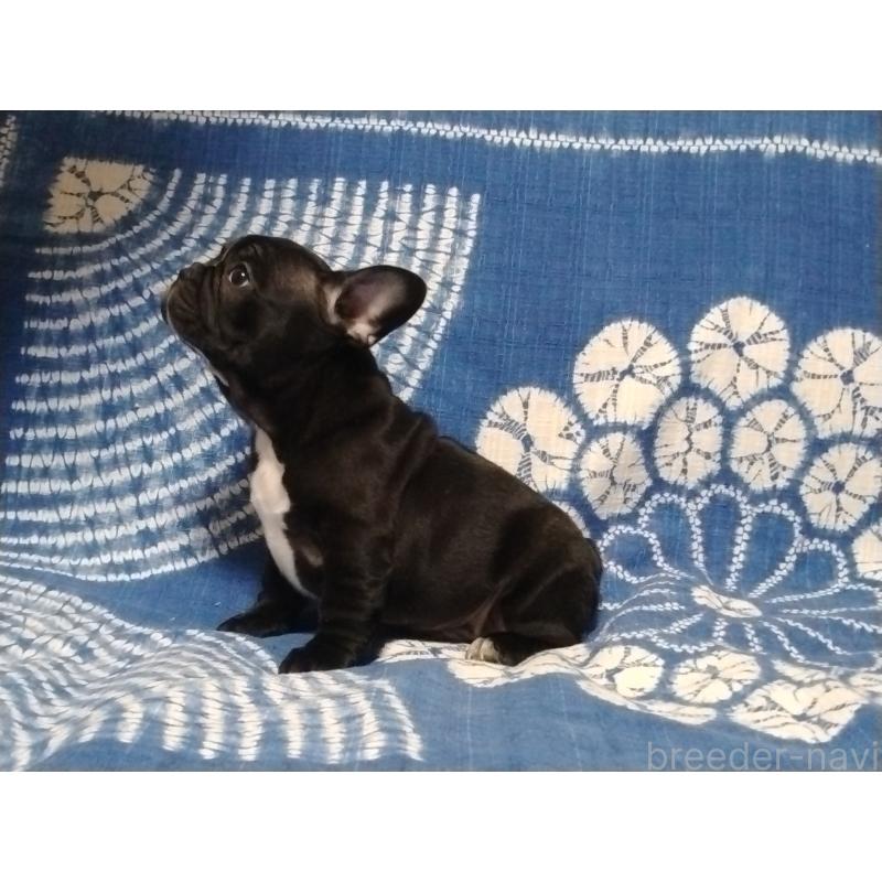 販売中の佐賀県のフレンチブルドッグ-423745の3枚目