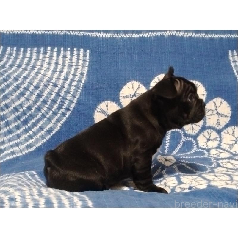 販売中の佐賀県のフレンチブルドッグ-423745の2枚目