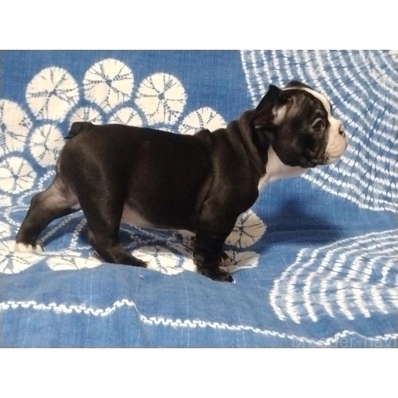 販売中の佐賀県のフレンチブルドッグ-423743の3枚目