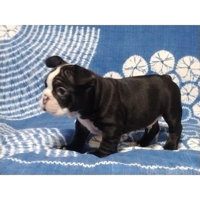 販売中の佐賀県のフレンチブルドッグ-423743の2枚目