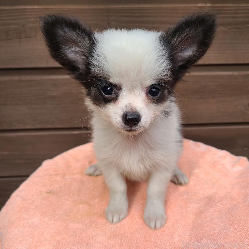 販売中の東京都のポメチワ:ポメラニアン×チワワ-419520の5枚目