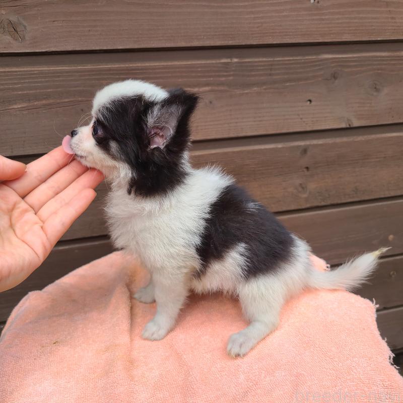 販売中の東京都のポメチワ:ポメラニアン×チワワ-419520の3枚目