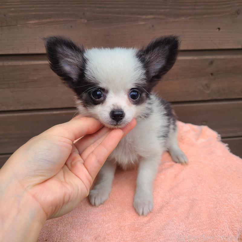 販売中の東京都のポメチワ:ポメラニアン×チワワ-419520の2枚目