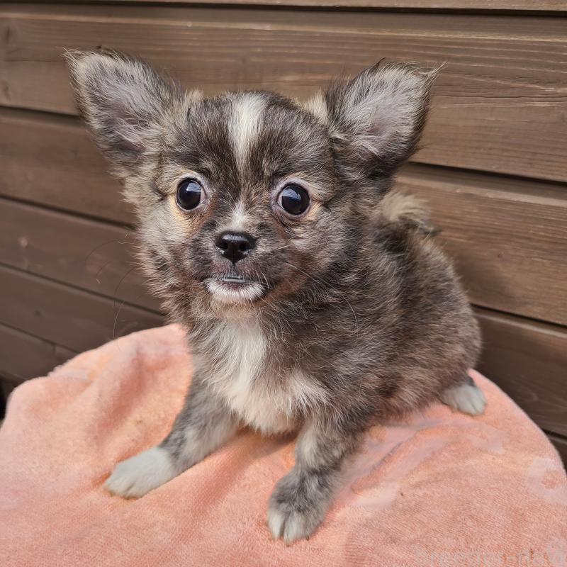 販売中の東京都のポメチワ:ポメラニアン×チワワ-419522の6枚目