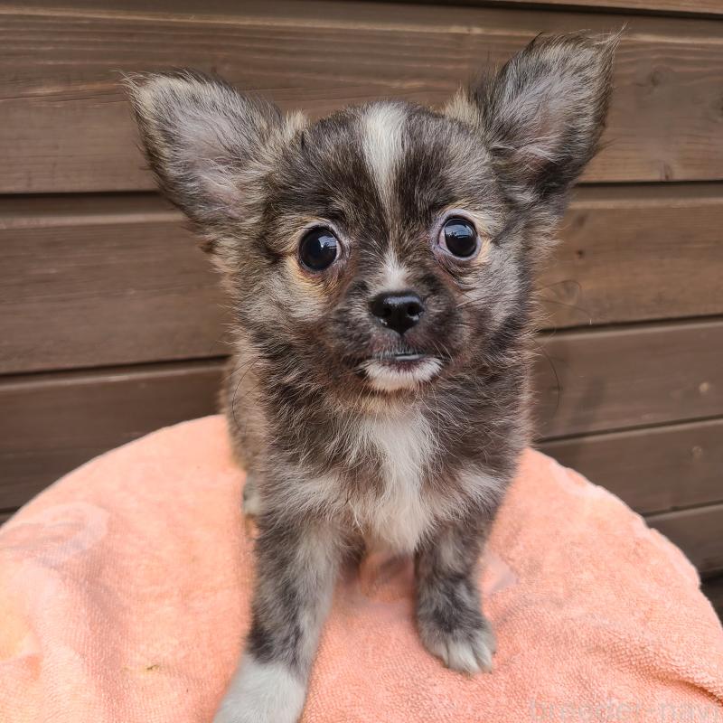 販売中の東京都のポメチワ:ポメラニアン×チワワ-419522の5枚目