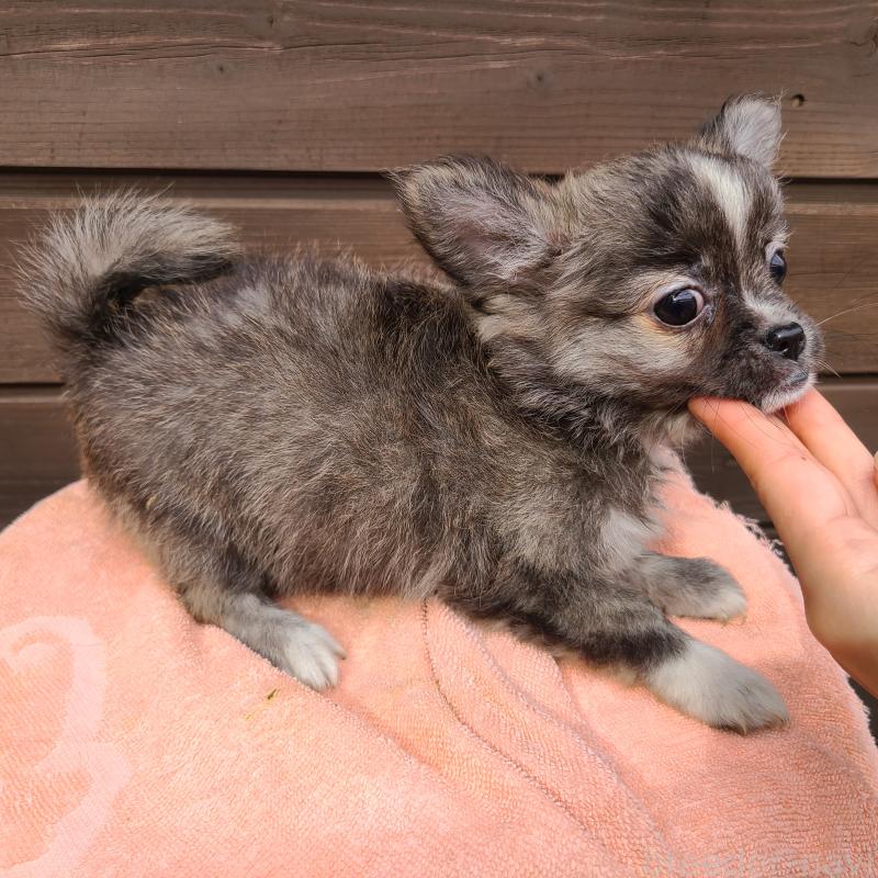 販売中の東京都のポメチワ:ポメラニアン×チワワ-419522の4枚目