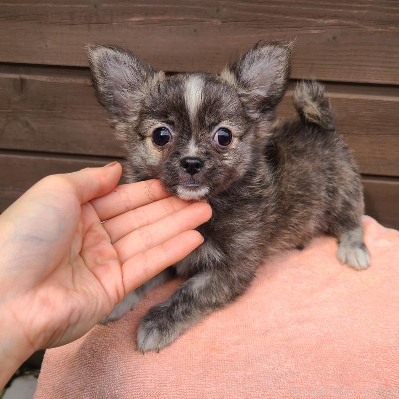 販売中の東京都のポメチワ:ポメラニアン×チワワ-419522の3枚目