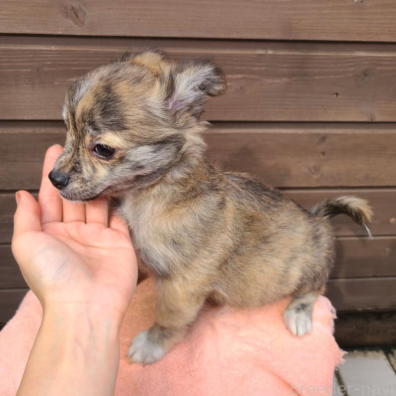 販売中の東京都のポメチワ:ポメラニアン×チワワ-419524の5枚目