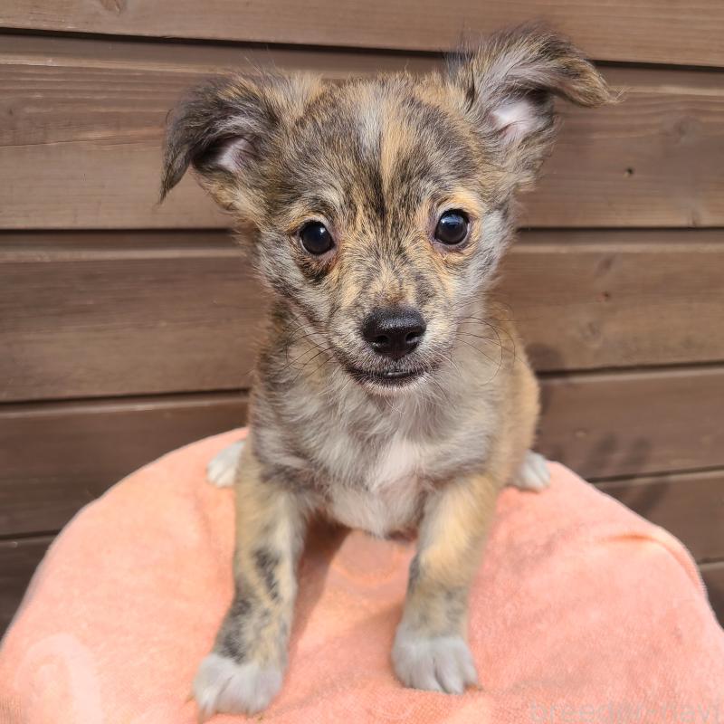 販売中の東京都のポメチワ:ポメラニアン×チワワ-419524