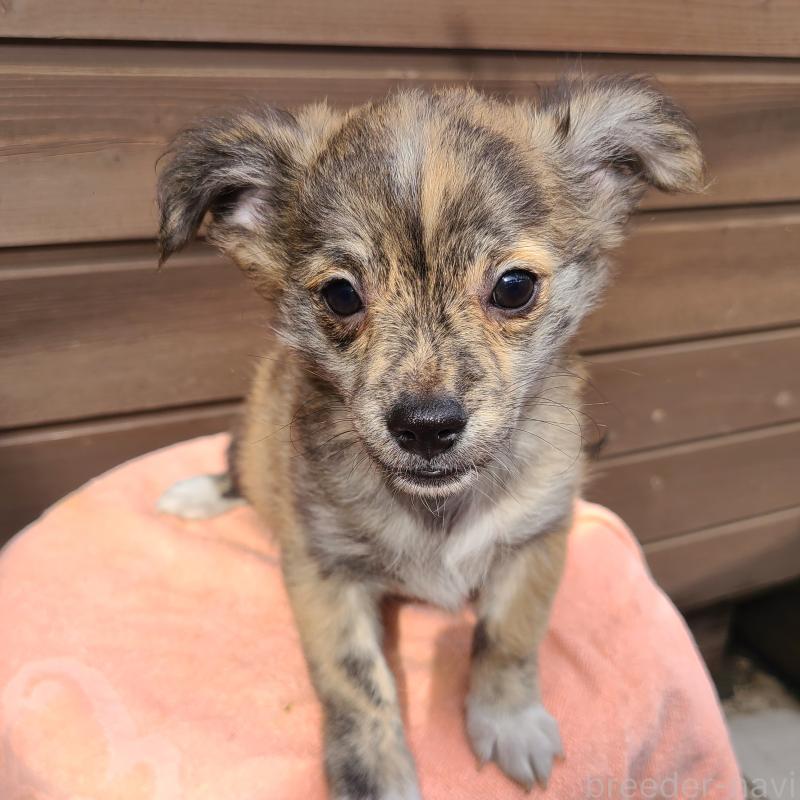 販売中の東京都のポメチワ:ポメラニアン×チワワ-419524の3枚目