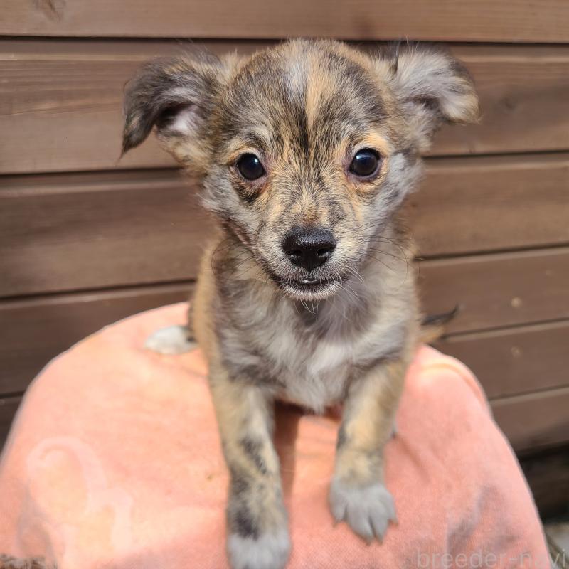 販売中の東京都のポメチワ:ポメラニアン×チワワ-419524の2枚目