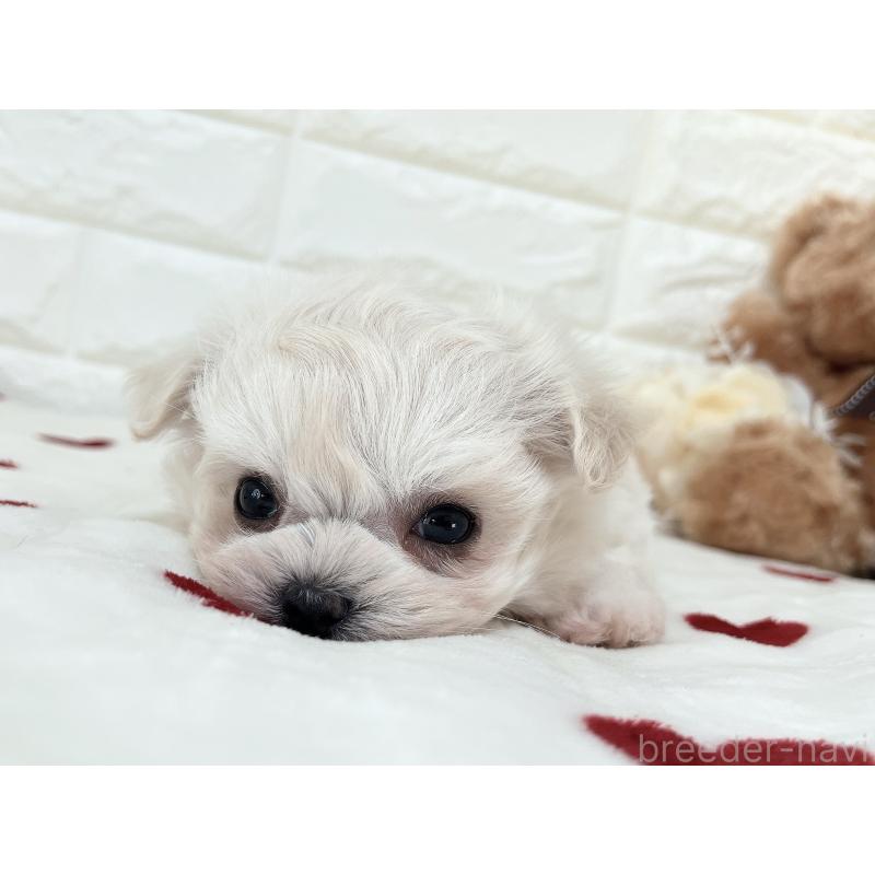 販売中の福岡県のチワマル:チワワ×マルチーズ-414966の21枚目