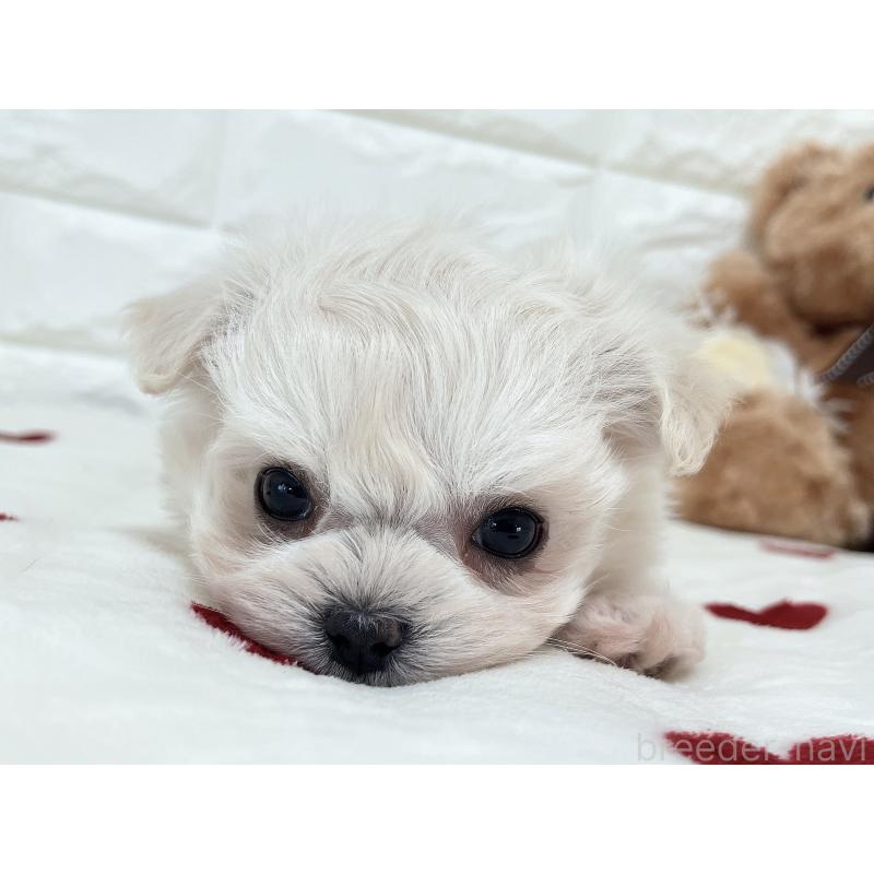 販売中の福岡県のチワマル:チワワ×マルチーズ-414966の20枚目